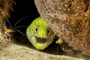 Fimbriated moray / Darkspotted moray (Gymnothorax fimbriatus) peering out from crevice with two Banded coral shrimp