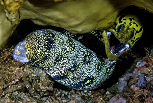 Gymnothorax Favagineus Prints: Fimbriated moray (Gymnothorax fimbriatus) right