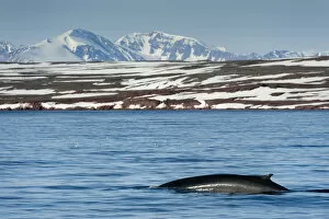 Images Dated 3rd July 2011: Fin whale (Balaenoptera physalus) surfacing with mountain landscape, Liefdefjorden