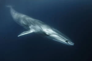 Swimming Gallery: Fin whale (Balaenoptera physalus) with ctenophore in front of its mouth, south Barcelona coast