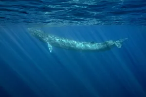 Fin whale (Balaenoptera physalus) Pelagos Sanctuary for Mediterranean Marine Mammals Fin whale (Balaenoptera physalus) Pelagos Sanctuary for Mediterranean Marine Mammals