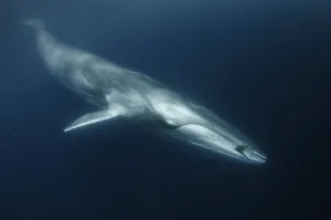 Balaenoptera Prints: Fin whale (Balaenoptera physalus) with ctenophore in front of its mouth