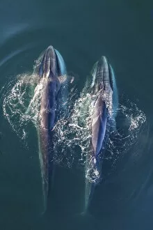 Fin whale (Balaenoptera physalus), two feeding, aerial view. Baja California, Mexico