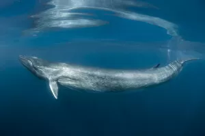 Swimming Gallery: Fin whale (Balaenoptera physalus) just below surface, south Barcelona coast, Spain