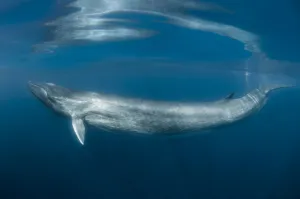 Images Dated 8th May 2009: Fin whale (Balaenoptera physalus) just below surface, south Barcelona coast, Spain