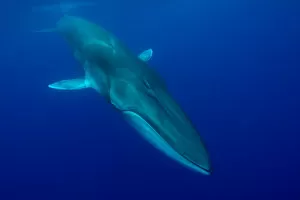 Whales Collection: Fin whale (Balaenoptera physalus) near surface. Pico Island, Azores, Portugal. May