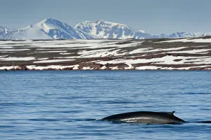 Part Of Prints: Fin whale (Balaenoptera physalus) surfacing with mountain landscape, Liefdefjorden