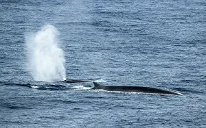 Breathing Prints: Two Fin whales (Balaenoptera physalus) surfacing