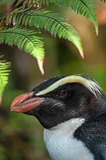 Sphenisciformes Prints: Fiordland crested penguin (Eudyptes pachyrhynchus) head portrait