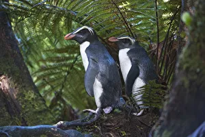 Fiordland crested penguins (Eudyptes pachyrhynchus) in dense coastal forest, Lake Moeraki