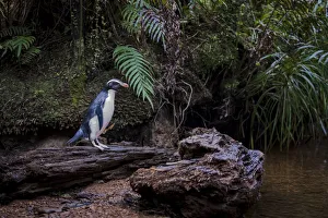 Eudyptes Prints: Fiordland penguin (Eudyptes pachyrhynchus) heads back up stream to its nest in