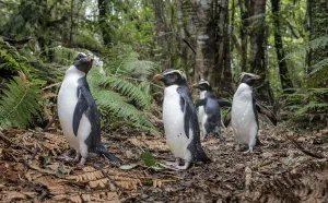 Fiordland penguins (Eudyptes pachyrhynchus) walk along a forest path Fiordland penguins (Eudyptes pachyrhynchus) walk along a forest path