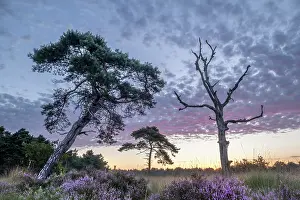 Brasschaat Prints: Fir trees (Abies sp.) and Heather (Calluna vulgaris) in flower at sunrise