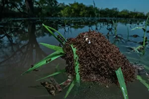 December 2022 Highlights Gallery: Fire ants (Solenopsis sp.) swarm making a raft to float in water, Texas, USA. June