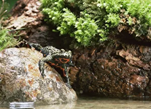 Aquatic Gallery: Fire bellied toad {Bombina bombina}