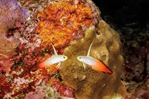Symmetry Prints: Fire dartfish (Nemateleotris magnifica) pair swimming in reef