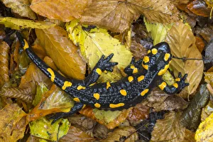 Images Dated 15th March 2016: Fire / European salamander (Salamandra salamandra) Plitvice Lakes National Park, Croatia