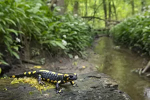 Fire salamander (Salamandra salamandra) in forest habitat, Hallerbos, Belgium. May