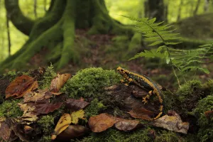 Fire salamander (Salamandra salamandra) in a Beech forest (Fagus sylvatica) Saja