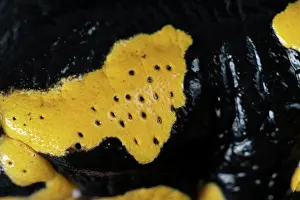 Amphibia Prints: Fire salamander (Salamandra salamandra) close up showing with poison glands behind the eyes