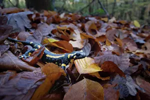 Amphibia Prints: Fire salamander (Salamandra salamandra) among dried leaves, Hallerbos, Belgium. November