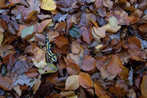 Amphibia Prints: Fire salamander (Salamandra salamandra) among dried leaves, Hallerbos, Belgium. November