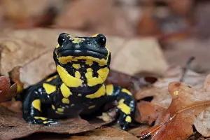 Amphibia Prints: Fire salamander (Salamandra salamandra) among dried leaves