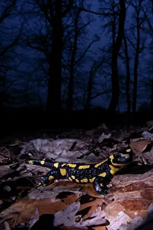 Amphibia Prints: Fire salamander (Salamandra salamandra) on dried leaves in woodland at night