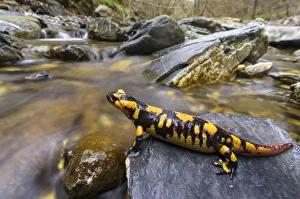 Fire salamander (Salamandra salamandra) female almost ready to give birth to her