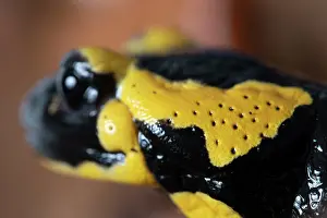 Amphibia Prints: Fire salamander (Salamandra salamandra) head portrait
