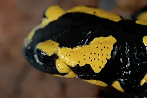 Amphibia Prints: Fire salamander (Salamandra salamandra) head portrait