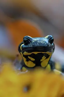 Amphibia Prints: Fire salamander (Salamandra salamandra) head portrait, Hallerbos, Belgium. November