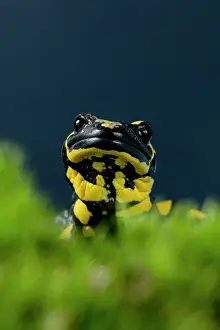 Amphibia Prints: Fire salamander (Salamandra salamandra) head portrait, Hallerbos, Belgium. November