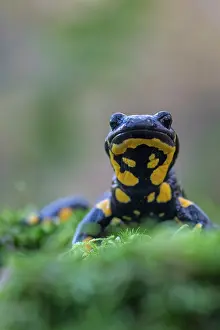 Caudata Prints: Fire salamander (Salamandra salamandra) portrait, Hallerbos, Belgium. November