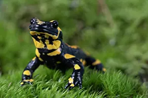 Amphibia Prints: Fire salamander (Salamandra salamandra) portrait, Hallerbos, Belgium. November