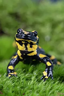 Amphibia Prints: Fire salamander (Salamandra salamandra) portrait, Hallerbos, Belgium. November