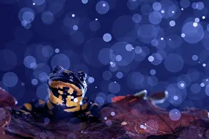 Amphibia Prints: Fire salamander (Salamandra salamandra) in rain, portrait, Hallerbos, Belgium. November
