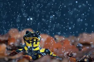 Amphibia Prints: Fire salamander (Salamandra salamandra) in rain, portrait, Hallerbos, Belgium. November