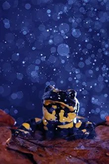 Amphibia Prints: Fire salamander (Salamandra salamandra) in rain, portrait, Hallerbos, Belgium. November