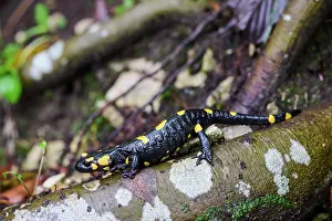 Croatia Prints: Fire salamander (Salamandra salamandra) resting on tree trunk