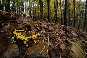 Caudata Prints: Fire salamander (Salamandra salamandra) sitting in leaflitter on forest floor
