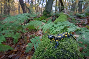 Amphibian Prints: Fire salamander (Salamandra salamandra) in woodland