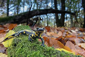 Amphibian Prints: Fire salamander (Salamandra salamandra) in woodland