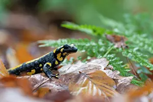 Amphibia Prints: Fire salamander (Salamandra salamandra) in woodland