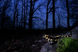 Amphibia Prints: Fire salamander (Salamandra salamandra) in woodland at night, Hallerbos, Belgium. November