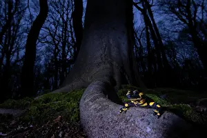 Amphibia Prints: Fire salamander (Salamandra salamandra) in woodland at night, Hallerbos, Belgium. November