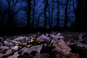 Amphibia Prints: Fire salamander (Salamandra salamandra) in woodland at night, Hallerbos, Belgium. November