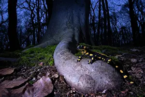 Amphibia Prints: Fire salamander (Salamandra salamandra) in woodland at night, Hallerbos, Belgium. November