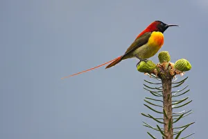 2018 August Highlights Collection: Fire-tailed sunbird (Aethopyga ignicauda) perched on conifer. Sikkim, India