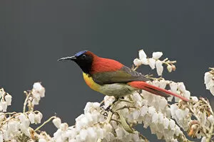 Fire-tailed sunbird (Aethopyga ignicauda) perched amongst blossom. North Sikkim, India